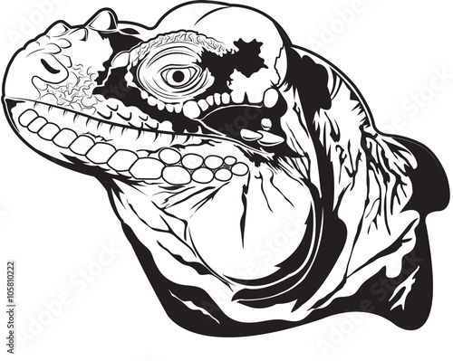 iguana