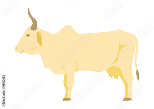 Indian cow vector illustration. Indian cow  on the white background. Indian cow isolated vector illustration