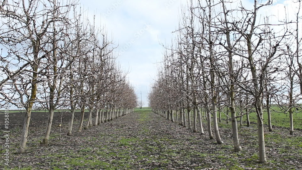 orchard pear orchard pear