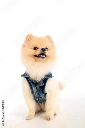 soft,pomeranian dog short hair on white background