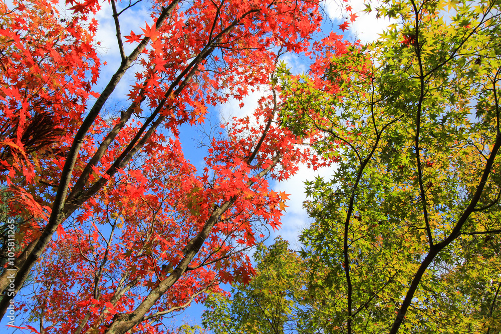 Red and green trees with blue sky background