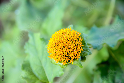 Fototapeta Naklejka Na Ścianę i Meble -  Gerbera
