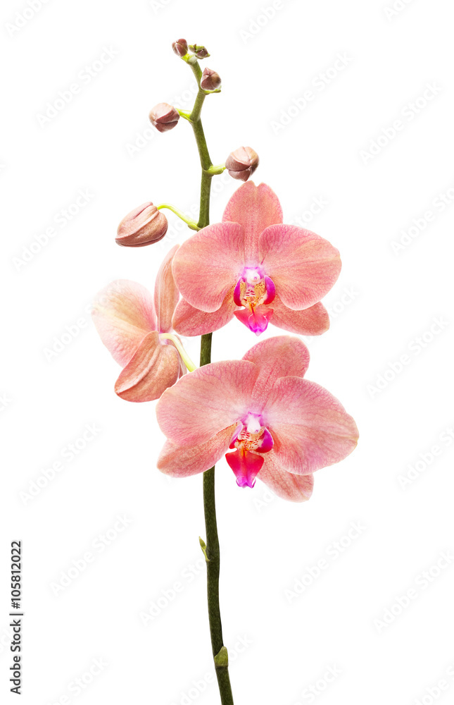 Orchid flowers isolated on white background Orchid flowers isolated on white background