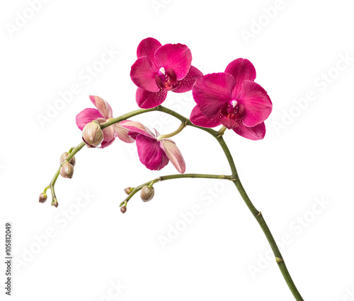 Orchid flowers isolated on white background