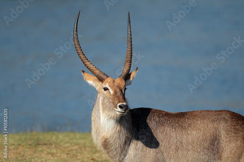 Portrait of a large waterbuck bull (Kobus ellipsiprymnus), South Africa. photo