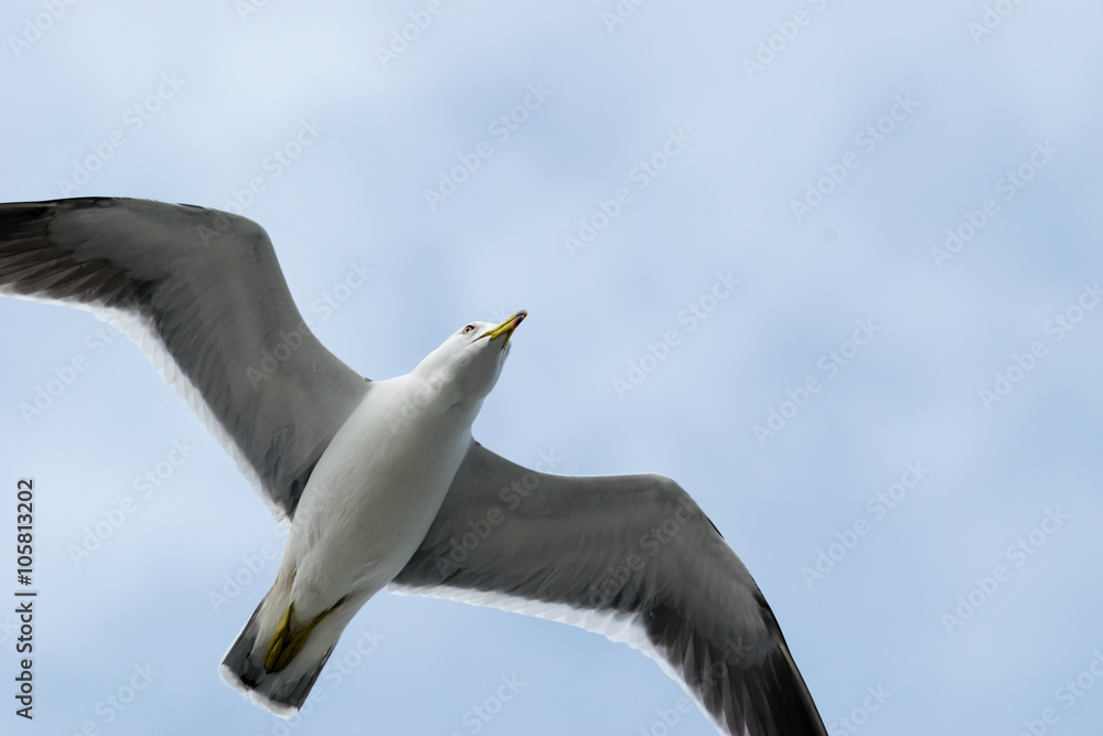 Obraz premium 飛ぶウミネコ