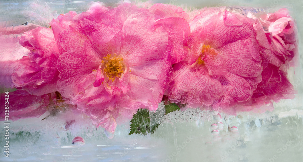 Fototapeta Malowany różowy kwiat marznący w lodzie