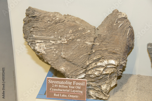 Stromatolite Fossil photo