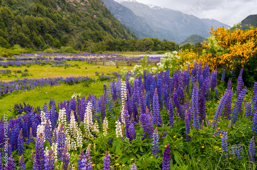 Lupine flowers at Simpson River Valley