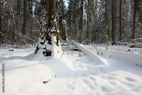Wallpaper Mural Snowfall after deciduous stand in morning with snow wrapped trees and old linden in foreground,Bialowieza Forest,Poland,Europe Torontodigital.ca