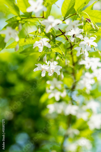 close up of white flower(Wrightia religiosa ,Apocynaceae)