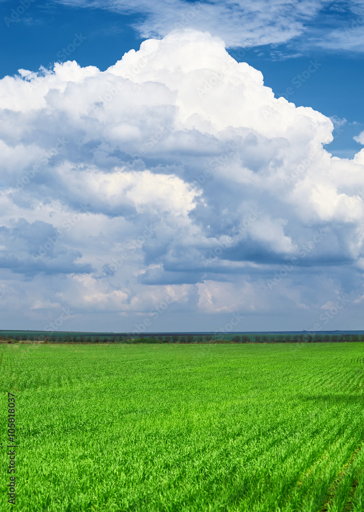 spring landscape - green wheat field and blue sky spring landscape - green wheat field and blue sky