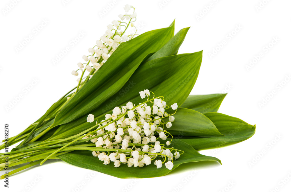 Obraz premium lily of the valley flowers isolated