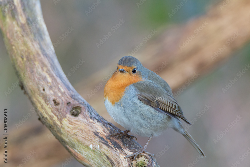Rotkehlchen Rotkehlchen