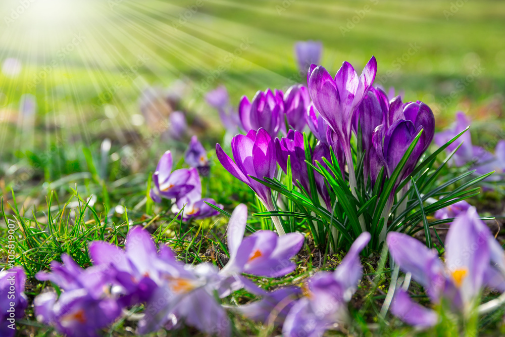 Naklejka premium Crocus in the spring sunshine