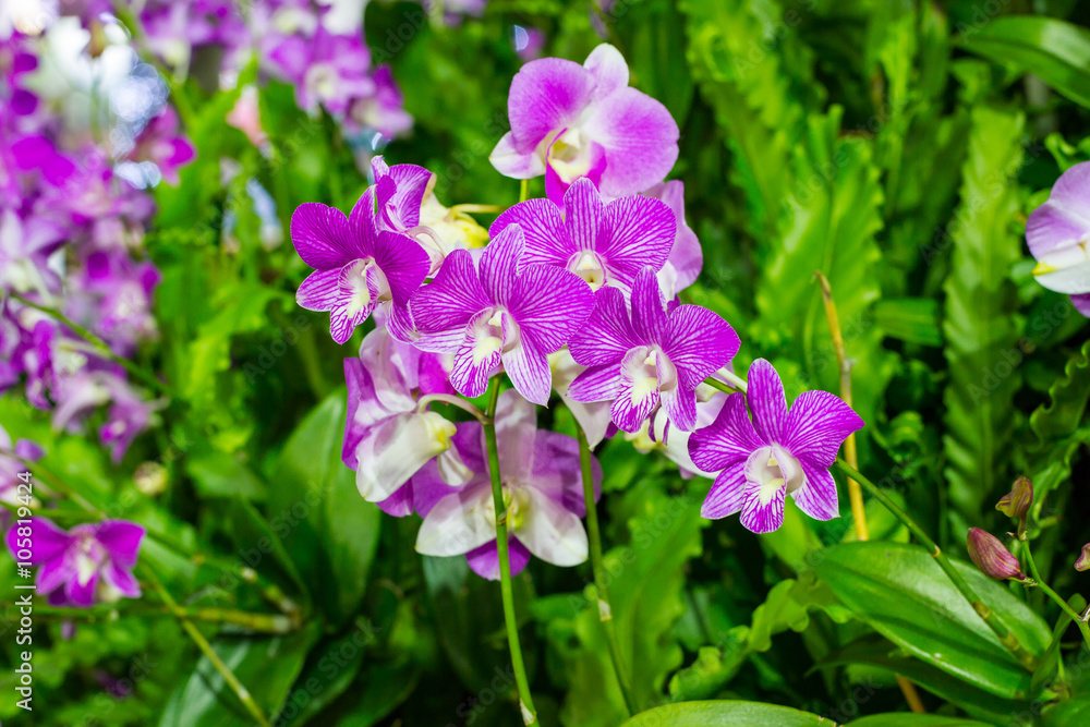 Beautiful Violet Orchid Flowers in the garden