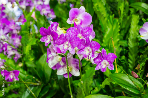 Beautiful Violet Orchid Flowers in the garden