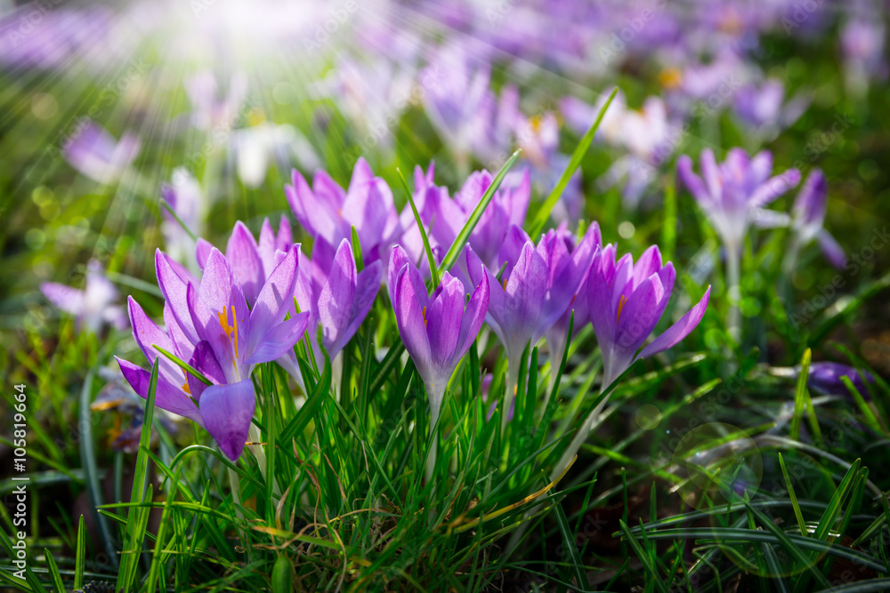 Crocus flowers in sunshine 
