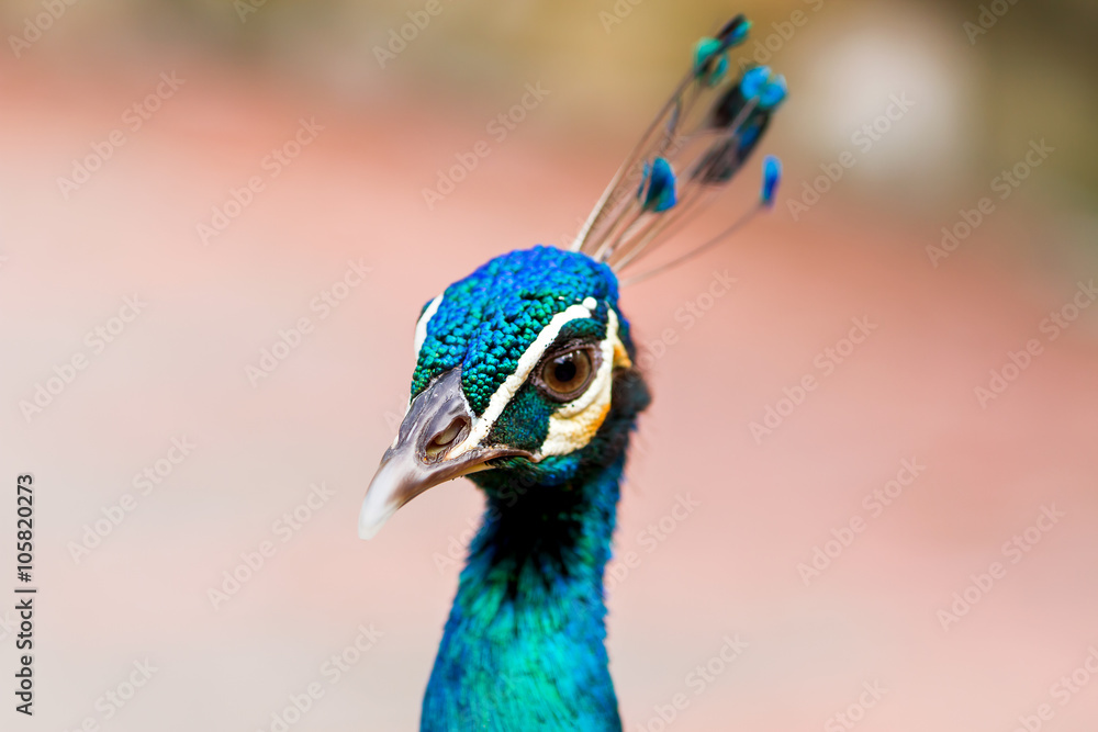 Obraz premium Indian (blue) peafowl or peacock (Pavo cristatus). Close up portrait.