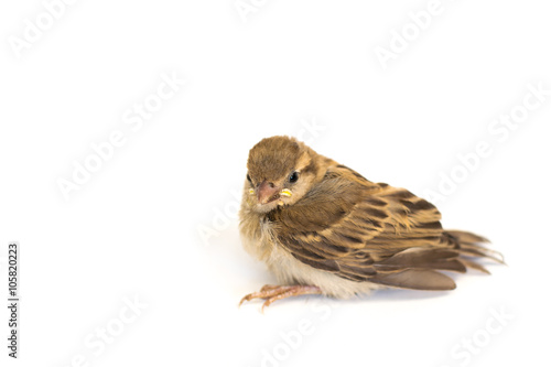 Bird Eurasian Tree Sparrow