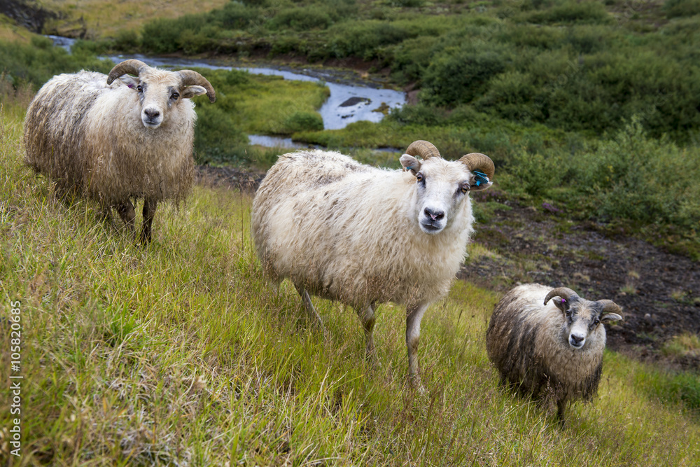 Three Icelandic sheep on a meadow, Iceland Three Icelandic sheep on a meadow, Iceland