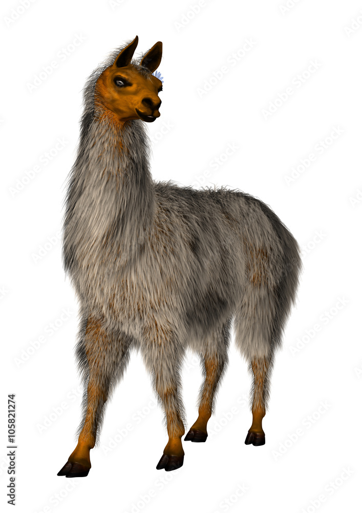 Obraz premium Llama or Lama on White