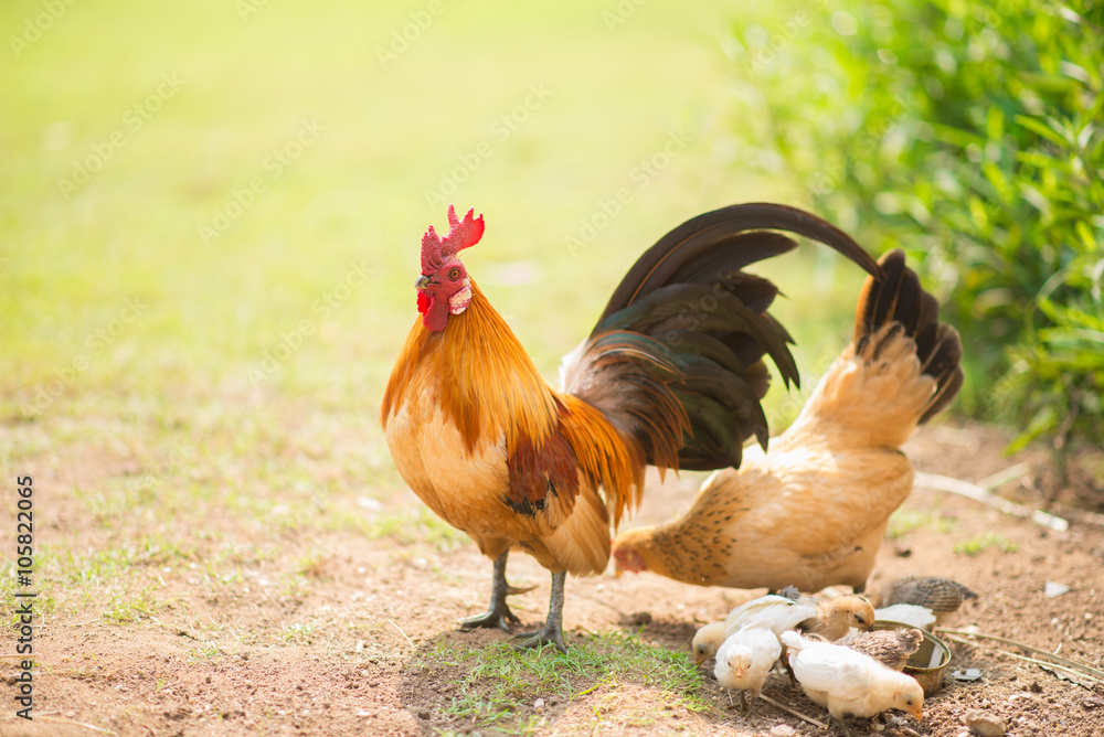 Fototapeta premium Family of chicken