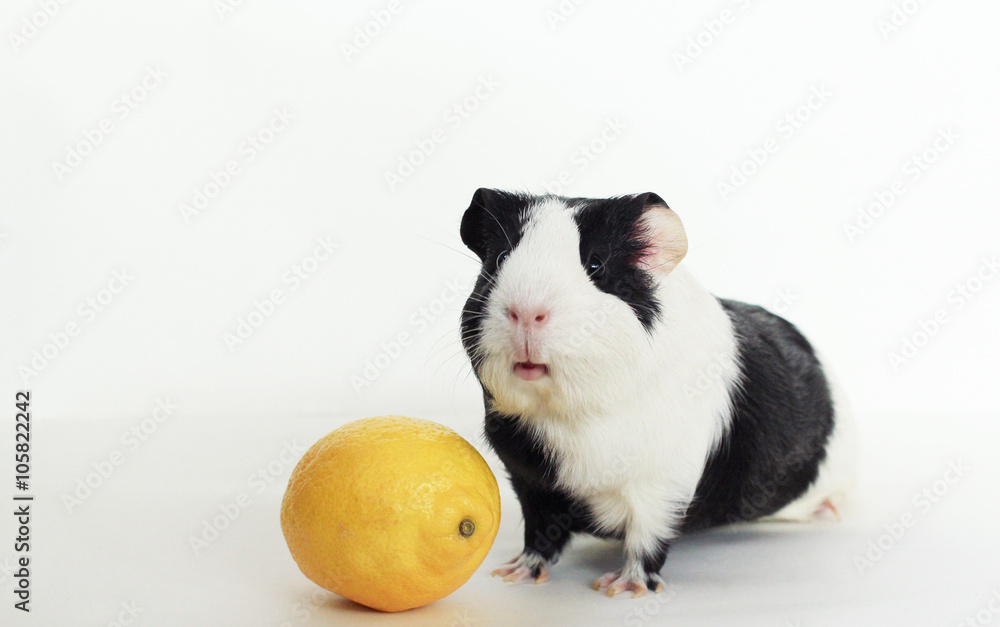 Guinea pig lemon online