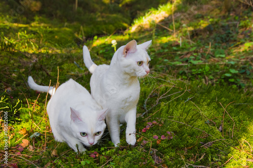 Two burmilla cats in the forrest © jsk12