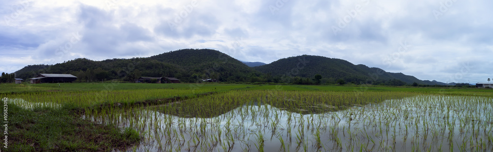 Rice Fields near San Kamphaeng City Rice Fields near San Kamphaeng City