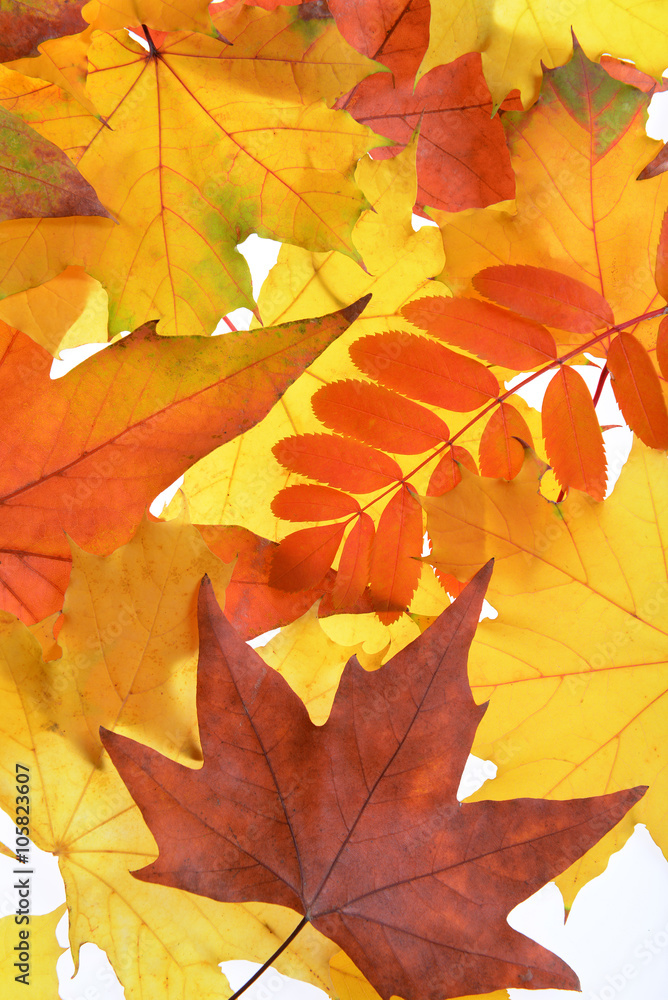 Autumn leaves, close-up Autumn leaves, close-up