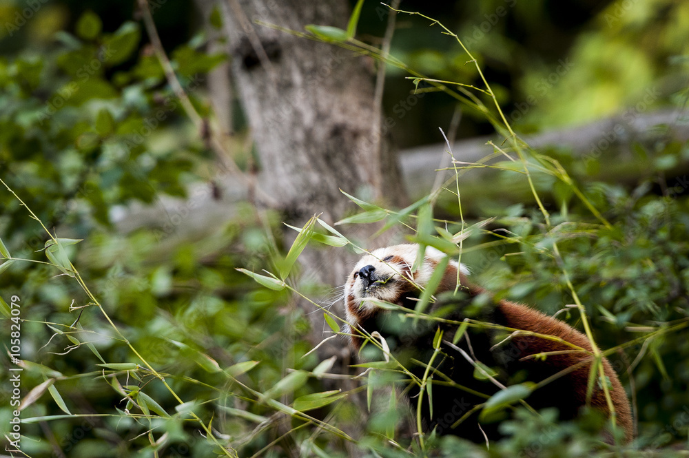 Panda roux qui mange du bambou Panda roux qui mange du bambou