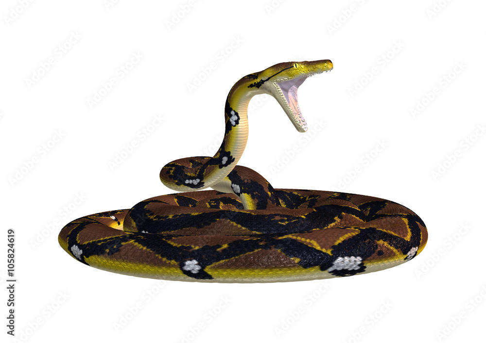 Naklejka premium Reticulated Python on White