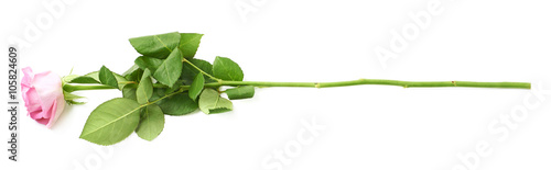 Single pink rose isolated