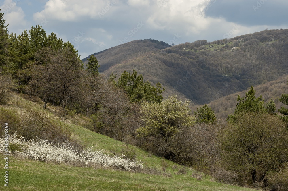Springtime panorama landscape with pine or pinus and deciduous forest in Murgash mountain, Bulgaria 