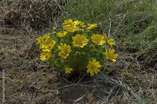 Beautiful yellow flowers of Adonis vernalis, Murgash mountain, Bulgaria  photo