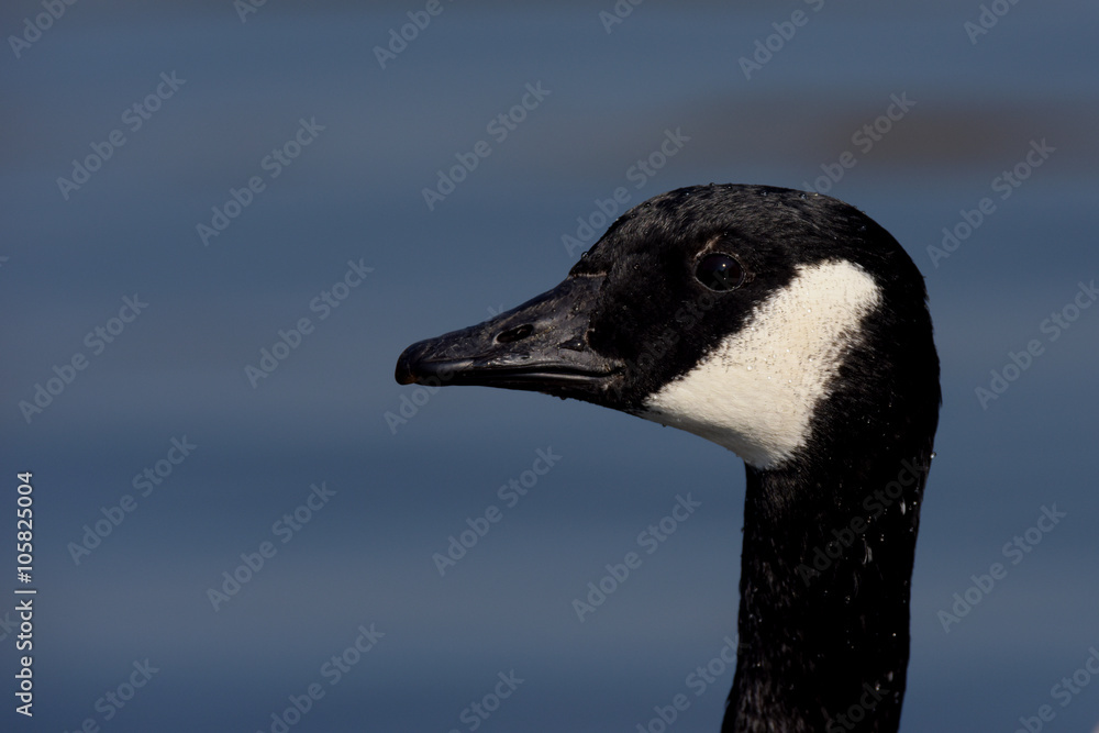 Canada Goose, Branta canadensis Canada Goose, Branta canadensis