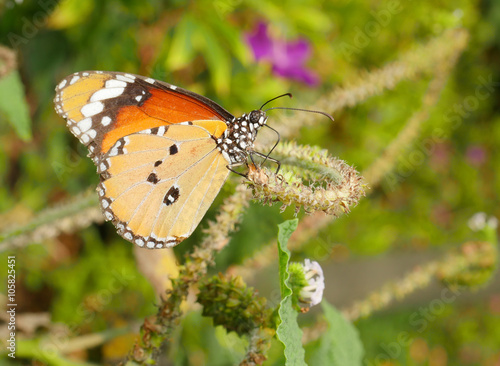 Close up butterfly 12