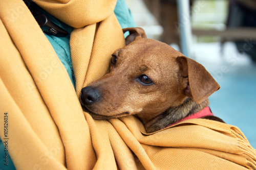 Miniature Pinscher (Min Pin) sitting in her owner’s lap