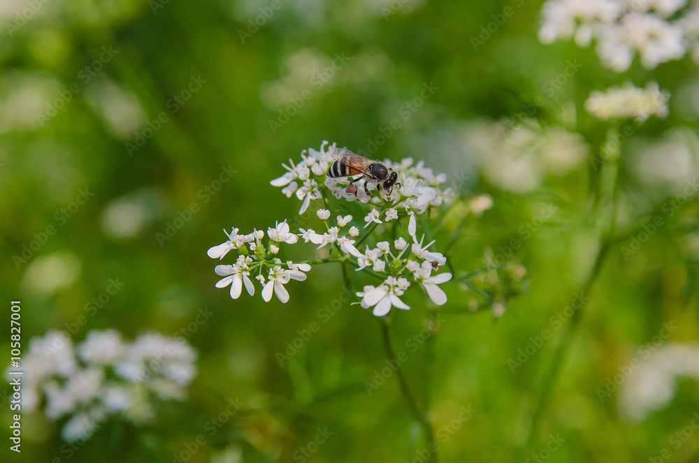 Honey bee collecting pollen from flowers. Honey bee collecting pollen from flowers.