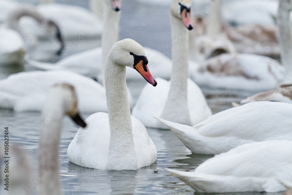 Obraz premium Swans on the lake