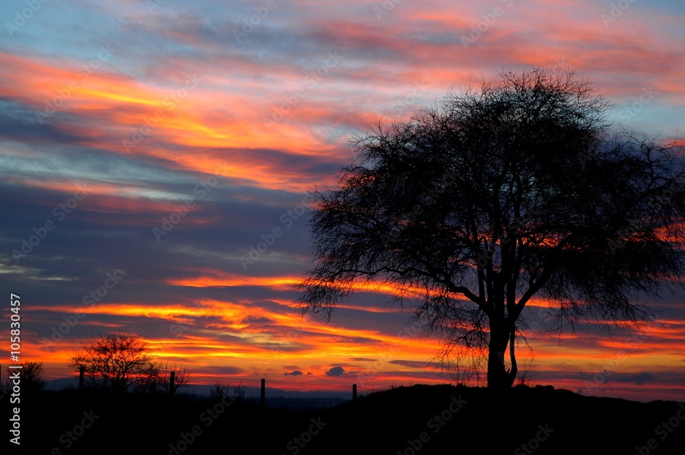Fototapeta premium Zachód słońca z drzewem