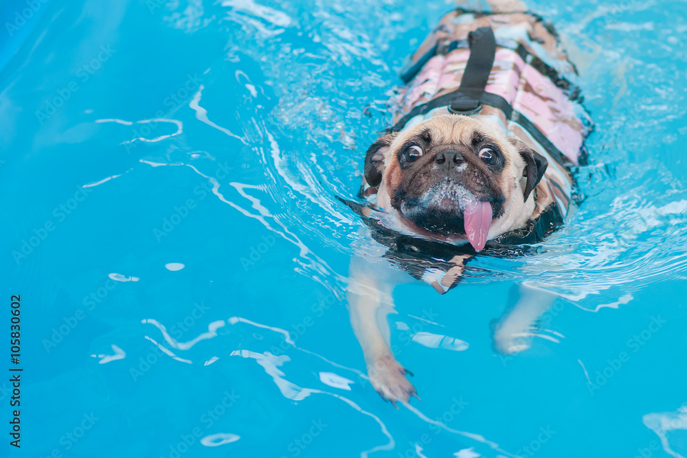 a cute dog Pug swim at a local public pool with life vest Stock Photo |  Adobe Stock