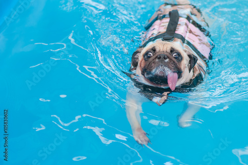a cute dog Pug swim at a local public pool with life vest
