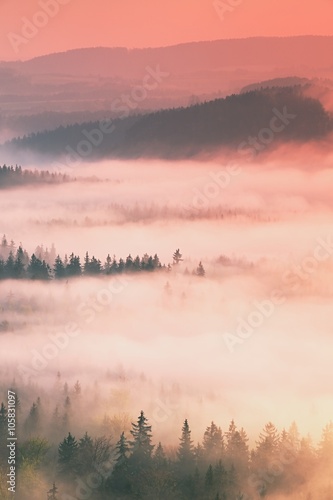 Dreamy misty forest landscape. Majestic peaks of old trees cut lighting mist. Deep valley is full of colorful fog