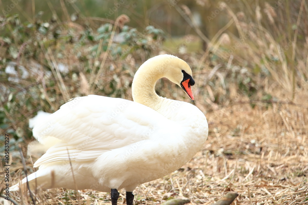 Fototapeta premium unsere Majestät (Cygnini)