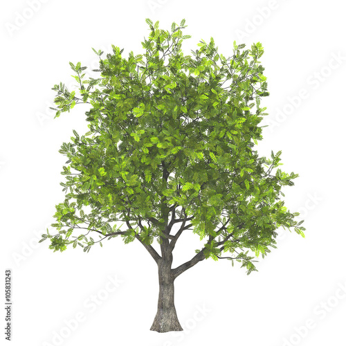 3d model of ash tree isolated on pure white background