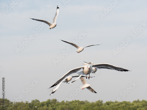 Migratory seagulls flock to the Bang Pu Seaside