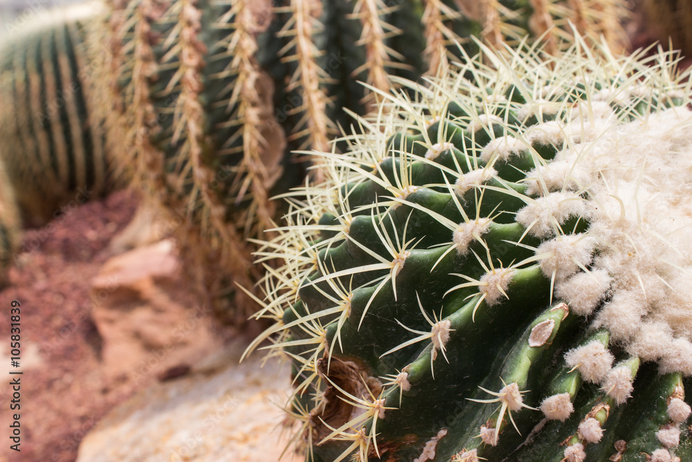 cactus in Queen Sirikit Botanicgarden Thailand cactus in Queen Sirikit Botanicgarden Thailand