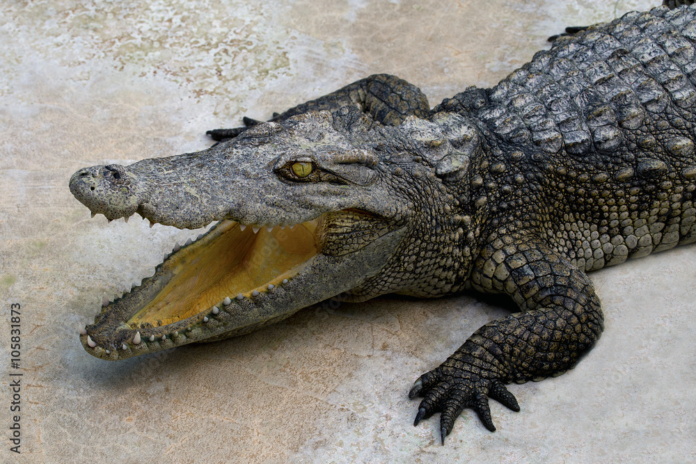 Obraz premium Crocodile open its mouth